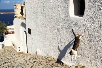 katze springt aus Fenster auf Santorin, Kykladen