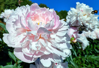 Close up view of pink red sunny peony flowers in botanical garden in summer Moscow