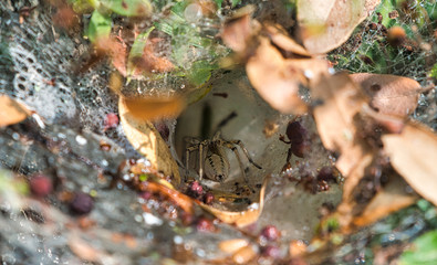 Spider entering web cave