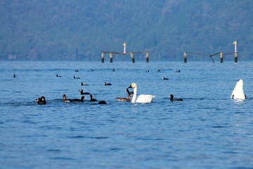 Fototapeta na wymiar 琵琶湖を泳ぐコハクチョウと水鳥たち