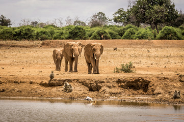 African elephants in Kenya