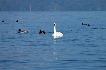 琵琶湖を泳ぐコハクチョウと水鳥たち