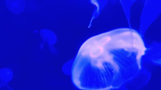 Blurry Video of Moon jellyfish Aurelia aurita red translucent color and dark background. Aurelia aurita (also called the common jellyfish, moon jellyfish, moon jelly, or saucer jelly)