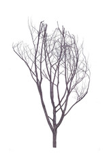 Dry tree on isolate white background.