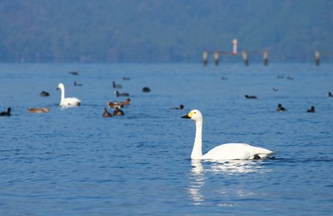 琵琶湖を泳ぐコハクチョウと水鳥たち