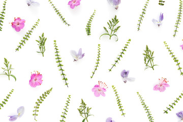 Meadow Flowers On White Background
