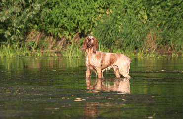 Beautiful dog breed Russian hunting spaniel on nature in the river