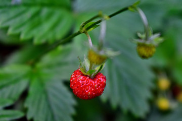 Wild strawberry