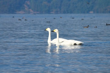 琵琶湖を泳ぐコハクチョウ