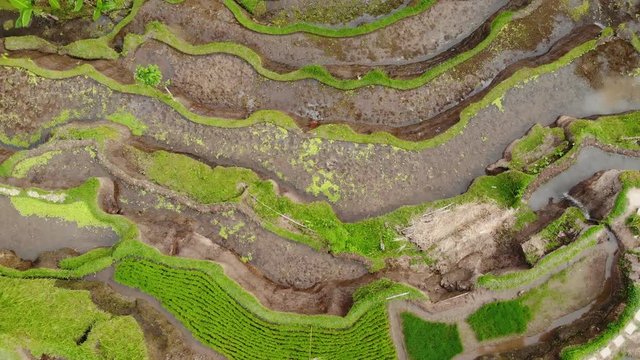 drone aerial view of rice plantation in bali with path to walk around and palms