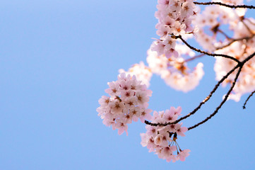 blue sky and cherry blossome