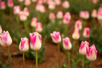 Fototapeta premium The blooming pink tulips in the spring