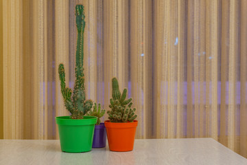 Green cactus plants in a pot