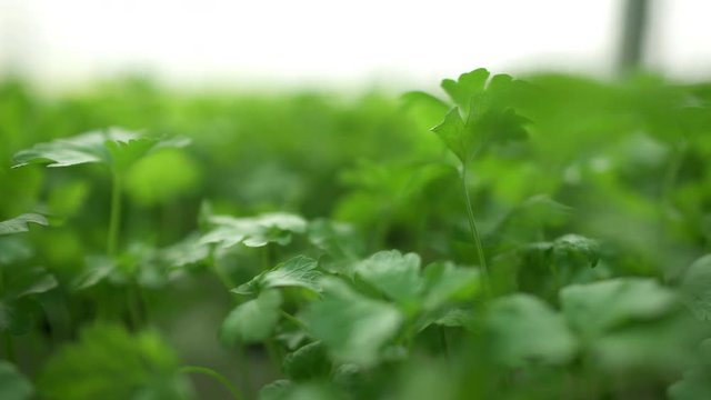 Plantas Arom&aacute;tica