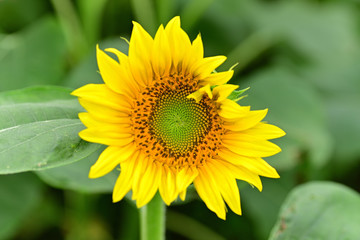 Sunflowers can be seen in the summer.