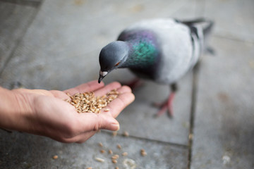 young woman feeding birds
