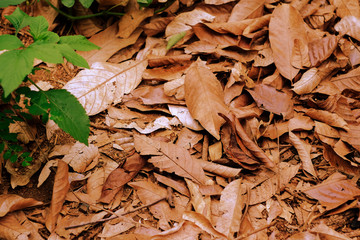 dry leaf on ground in garden walk way.