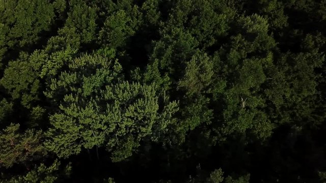 Aerial top view of summer green trees in forest background, Caucasus, Russia.