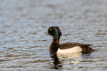 Small, black and white, diving duck  with yellow eyes and blue beak. The Tufted Duck - Aythya Fuligula - male