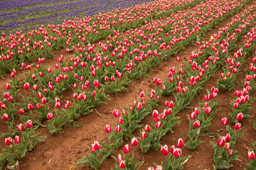 tulip field in Karaman, Konya