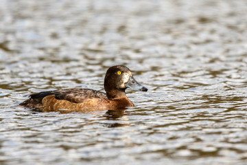 Small, black and white, diving duck  with yellow eyes and blue beak. The Tufted Duck - Aythya Fuligula - female