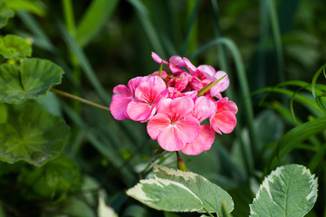 Blooming gently pink geraniums closeup
