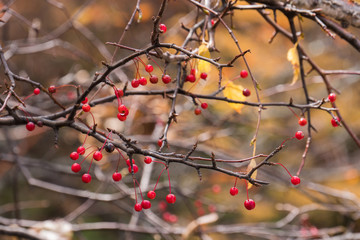 Red berry on branch with a blurred autumn leaves background.