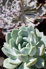 Succulents in garden