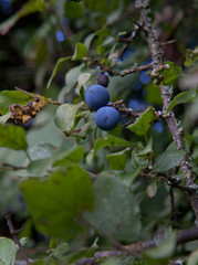 Oberhambach Eifel Germany Blue berry