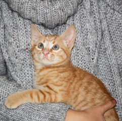 Fototapeta na wymiar Little cute red tabby kitten sitting on her hands and curious looking