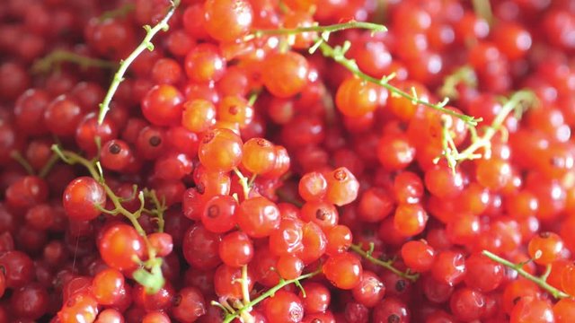 Closeup of ripe juicy berries of red currant. Rotation 360. 4K UHD video