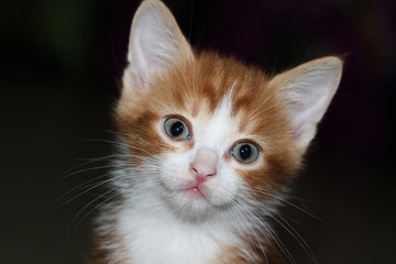 Close-up view of white and red fluffy tabby kitten on a dark background