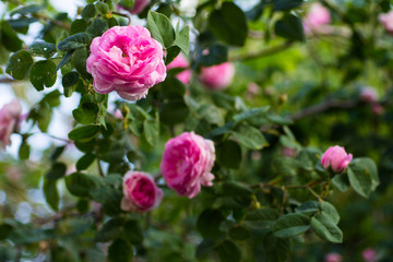 Obraz na płótnie Canvas May rose blooms in the garden