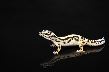 Black and ivory Leopard gecko lizard with blue grey  eyes  with a reflection on a black background