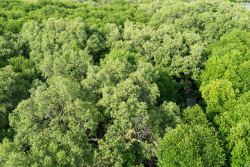 Top view of green mangrove forest. at Pak Nam Rayong Thailand.
