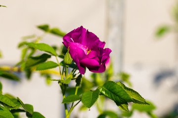 Purple rose on a gray background