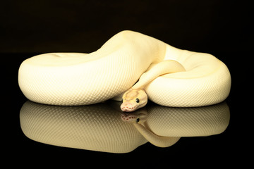 Close-up of a ivory buttermorph ballpython adult full body lying on a black background with reflection