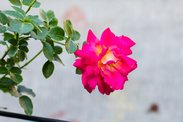 Bright pink rose on a gray background
