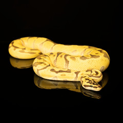 Close-up of a brown green and yellow buttermorph ballpython adult full body lying on a black background with reflection