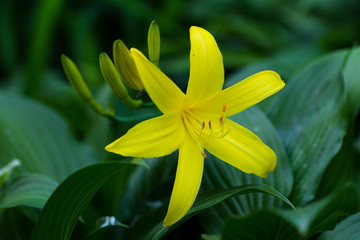 Blooming yellow lily in the garden