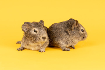 Two grey young guinea pigs next to eachother on a yellow background