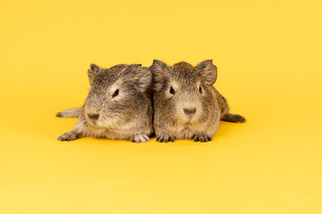 Two grey young guinea pigs next to eachother on a yellow background