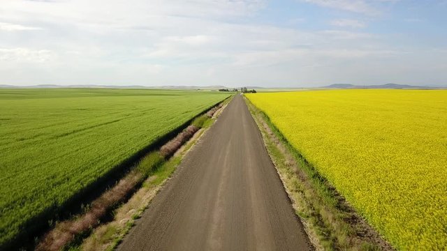 Idaho Camas Prairie Yellow Green Conola 