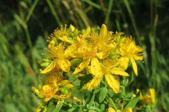 St Johns wort flowers on the meadow, closeup