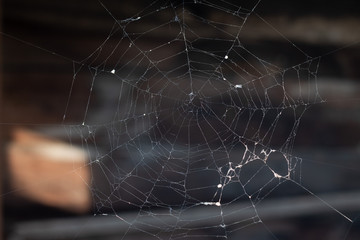 Cobweb, isolated on black background. Spiderweb for Halloween design. Spider web elements,spooky, scary, horror halloween decor.