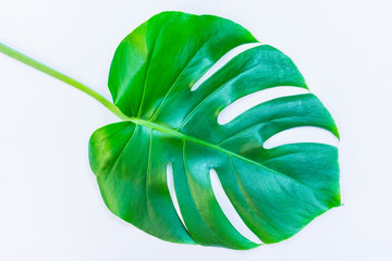  A leaf of a tropical plant Monstera Paltma isolated on white background.