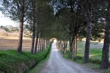 Pieve Sankt Ippolito und Cassiano bei San Gimignano in der Toskana