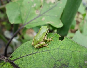 アマガエル