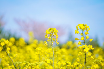 rape flower in Jeju-do