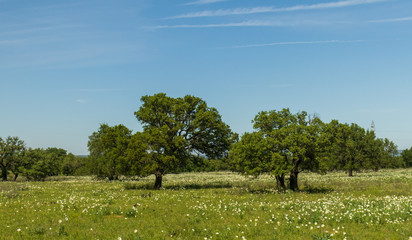 White wildflowers and Bluebonnets in a field with large trees and blue sky background
